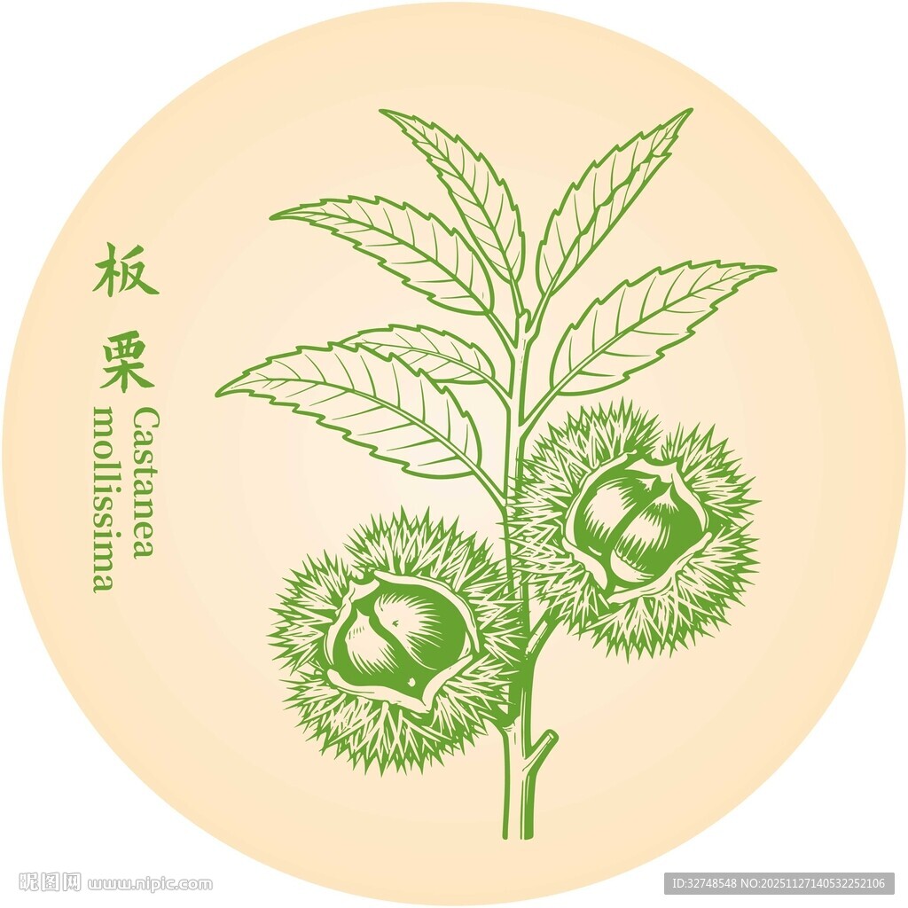 板栗树插画