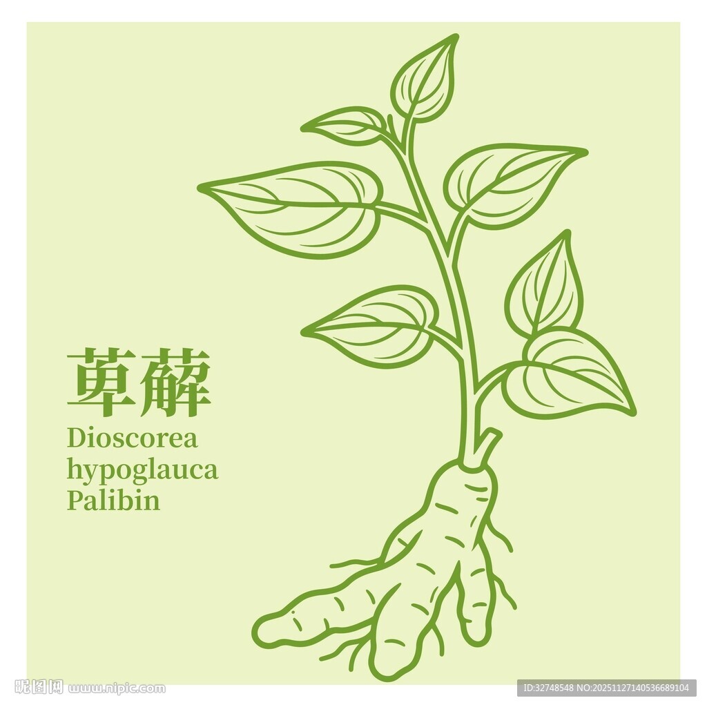 萆薢植物插画