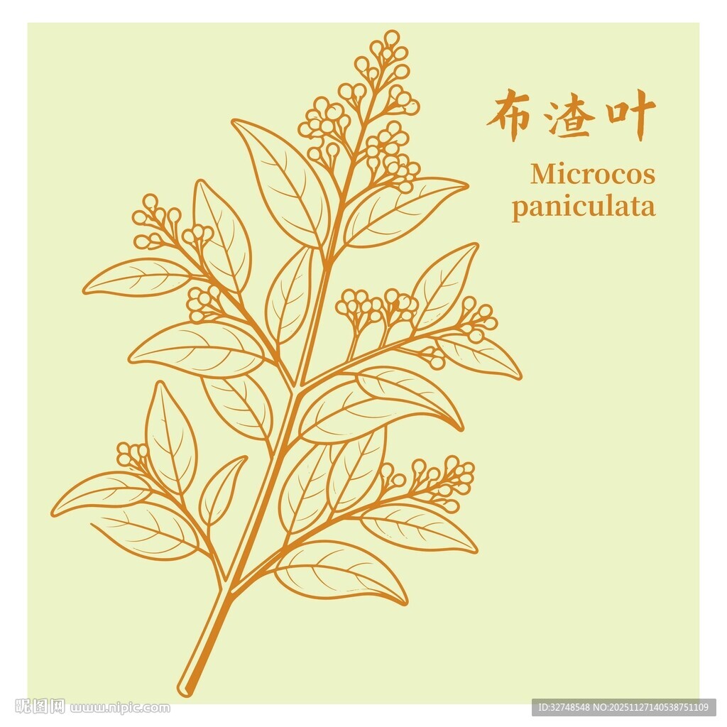 布渣叶植物插画展示