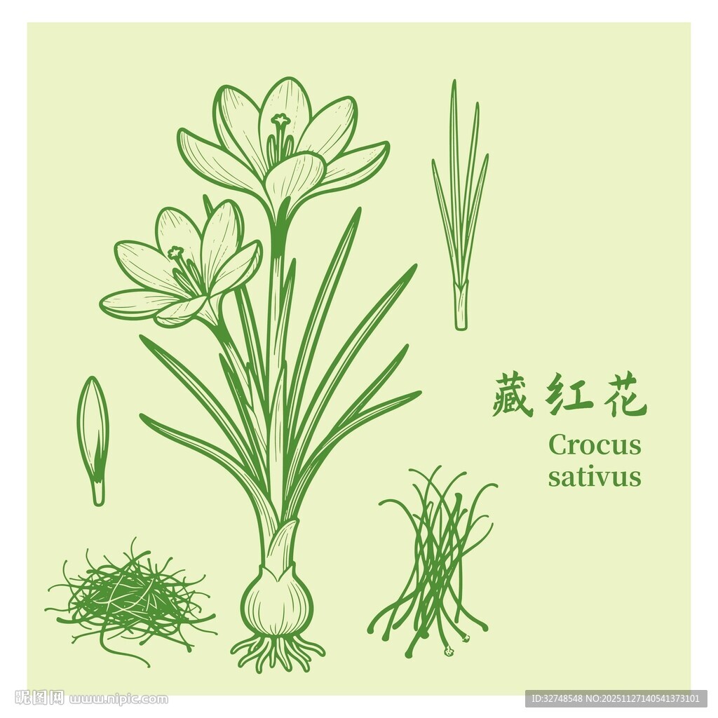 藏红花植株图示