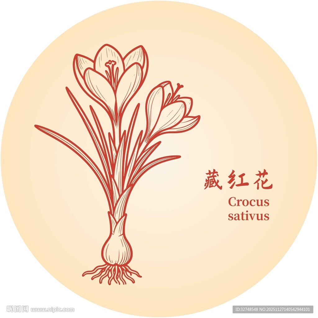 藏红花插画图案展示