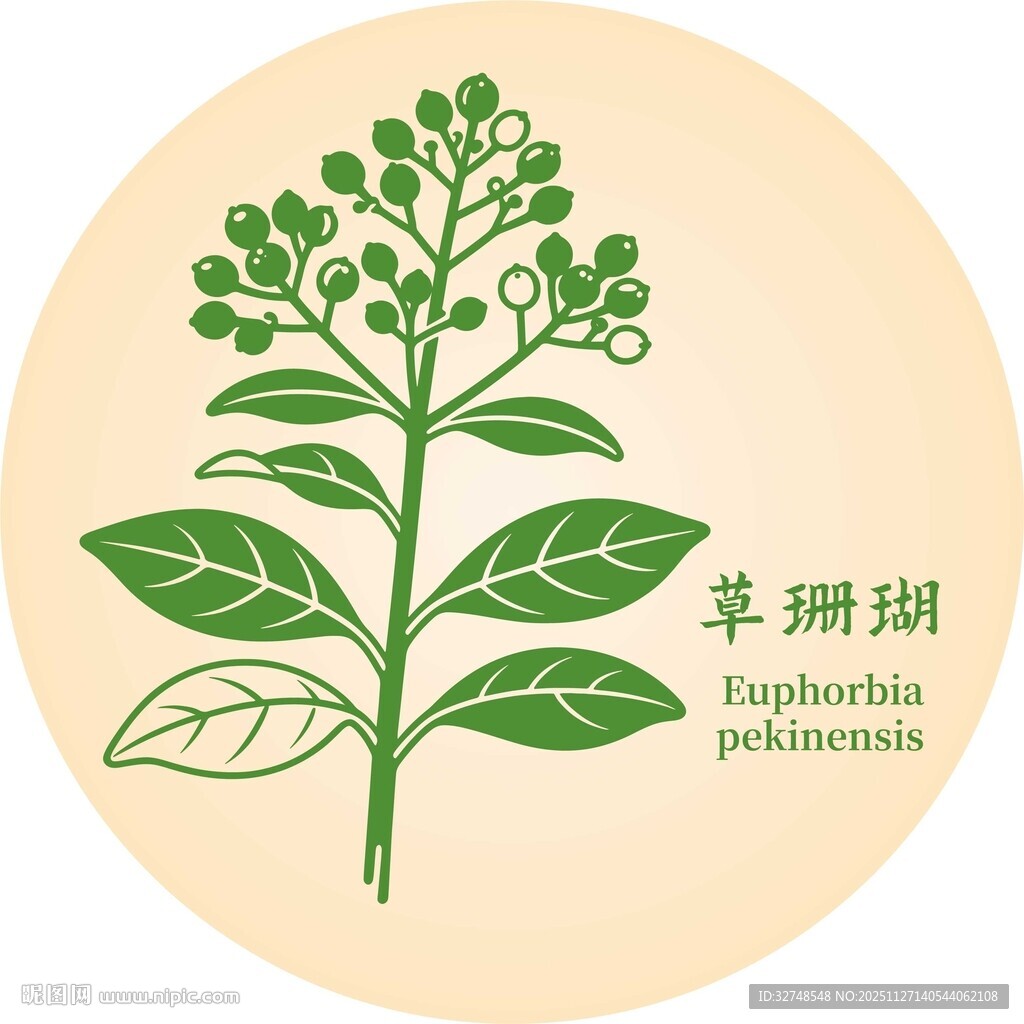 草珊瑚植物图示