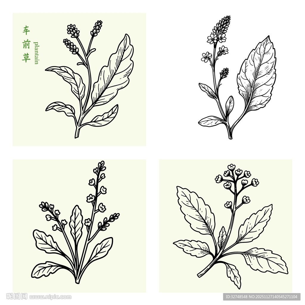 车前草植物手绘插画