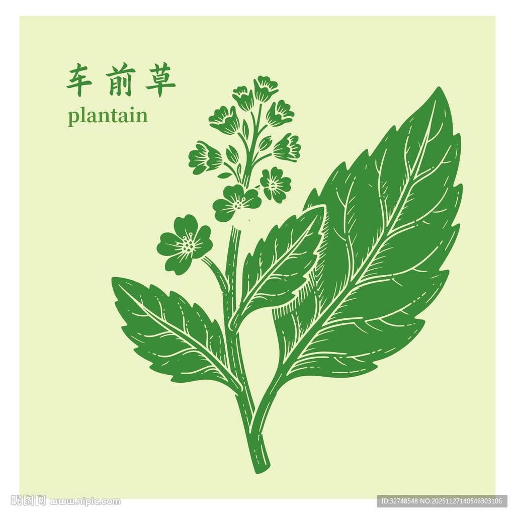 车前草植物插画