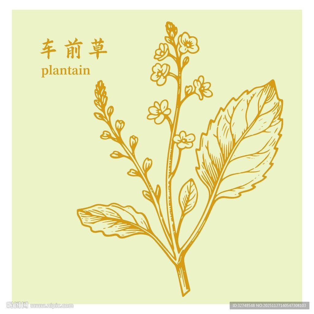 车前草植物插画