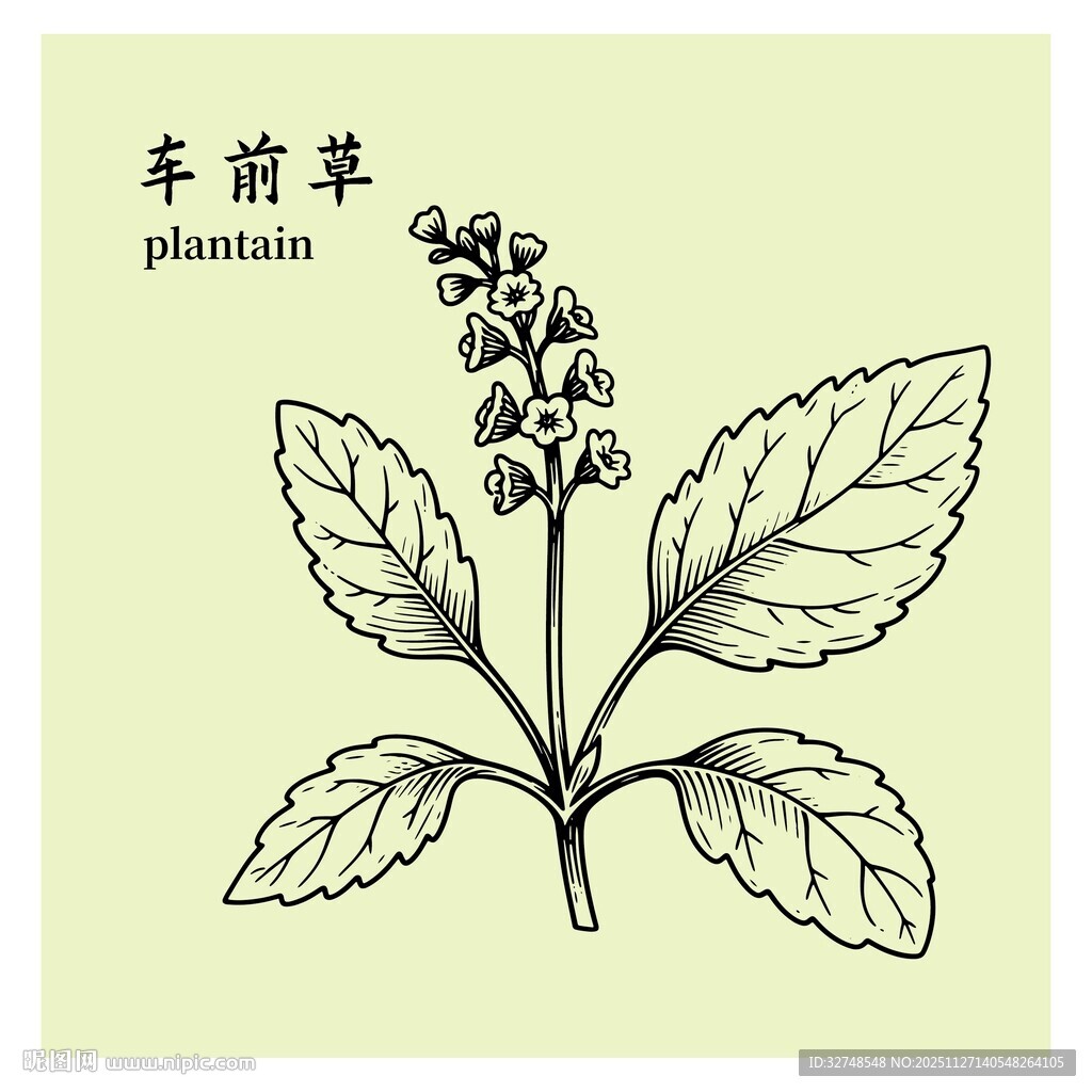 车前草植物手绘插画