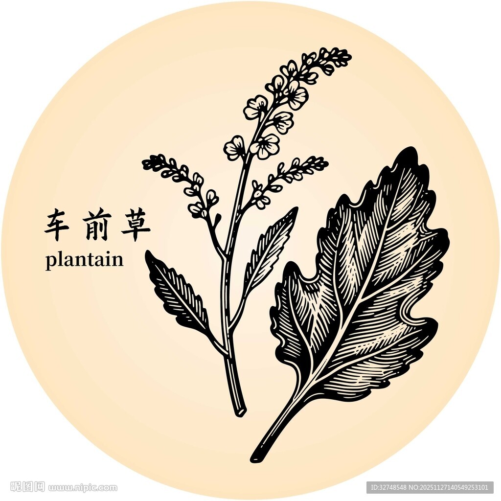 车前草手绘插画