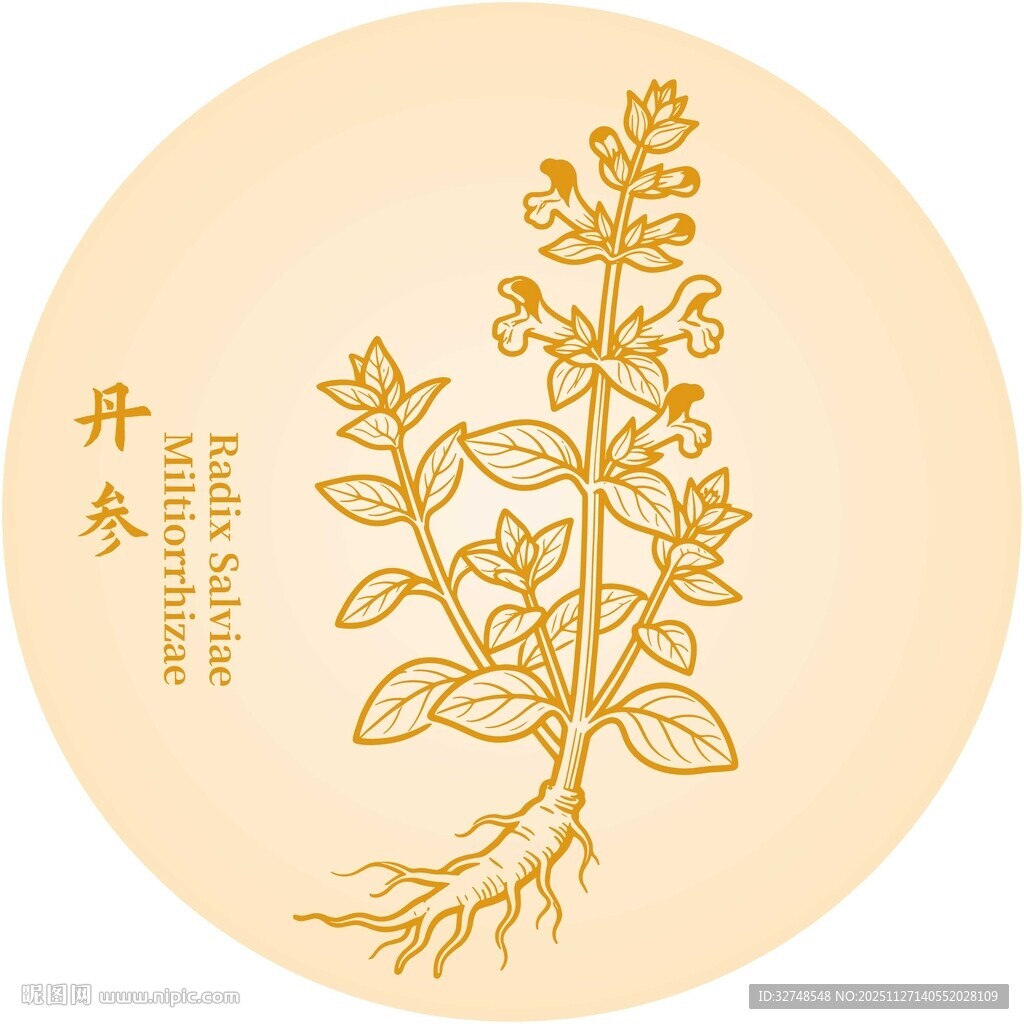 丹参草药植物插画