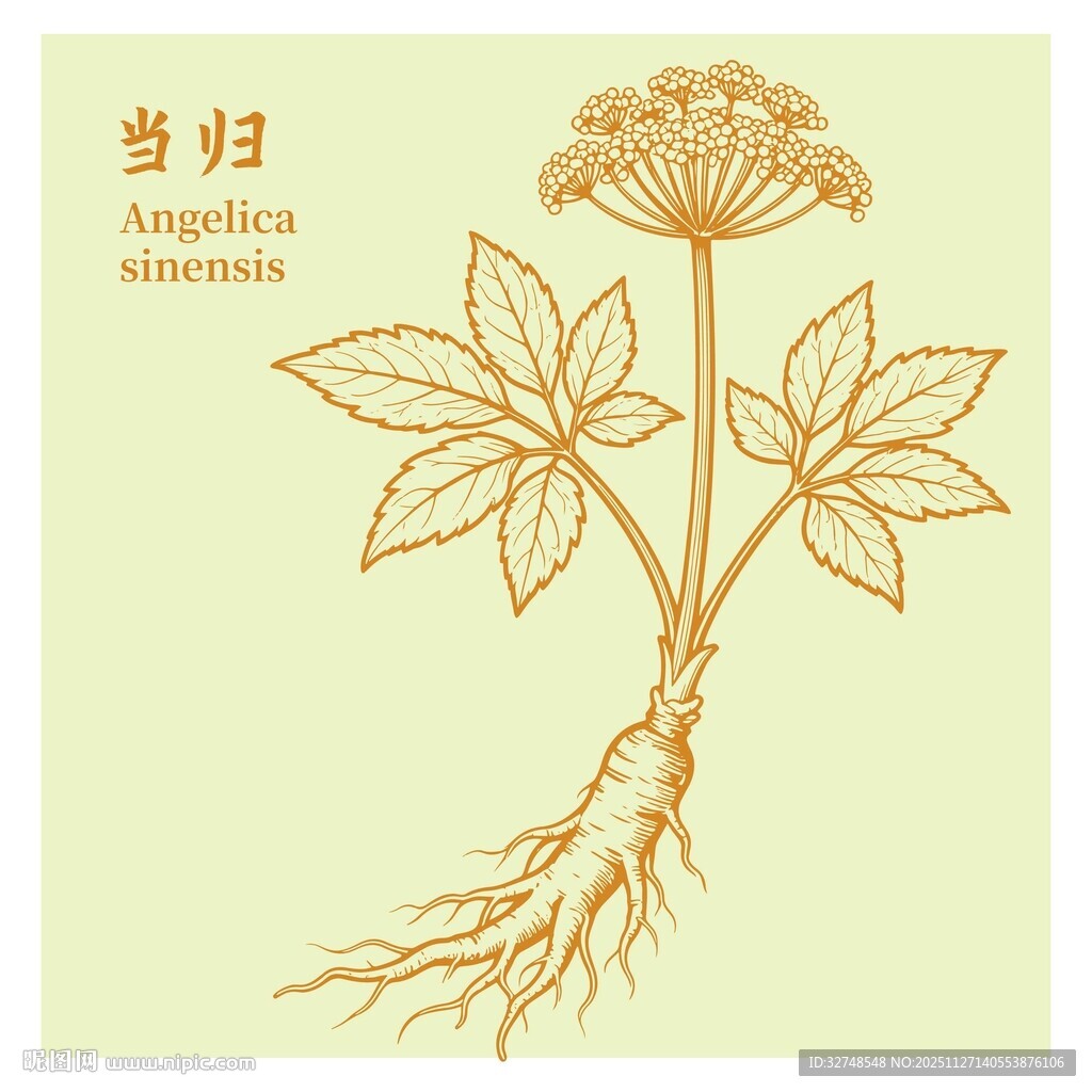 当归插画图