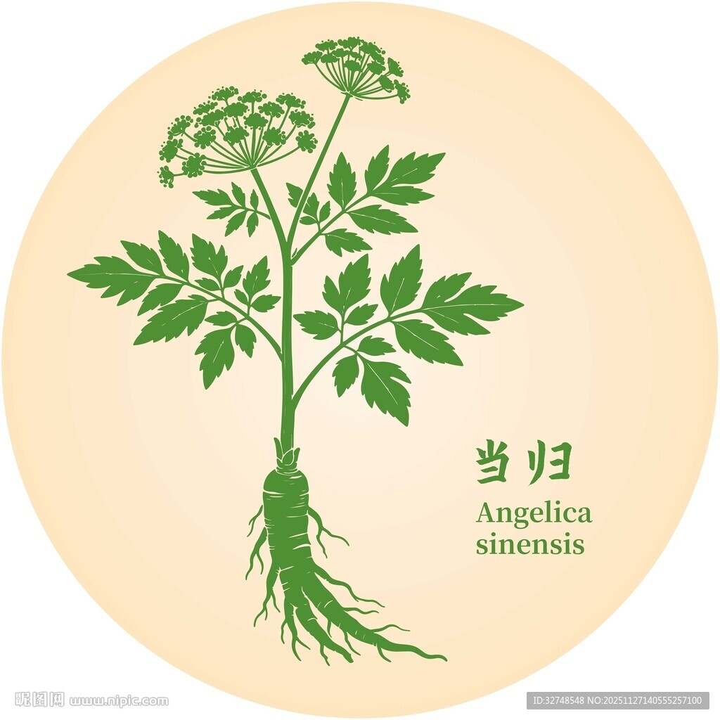 当归植物图示