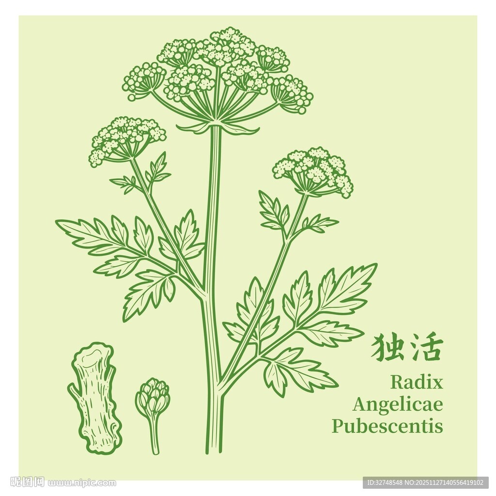 独活植物线描图