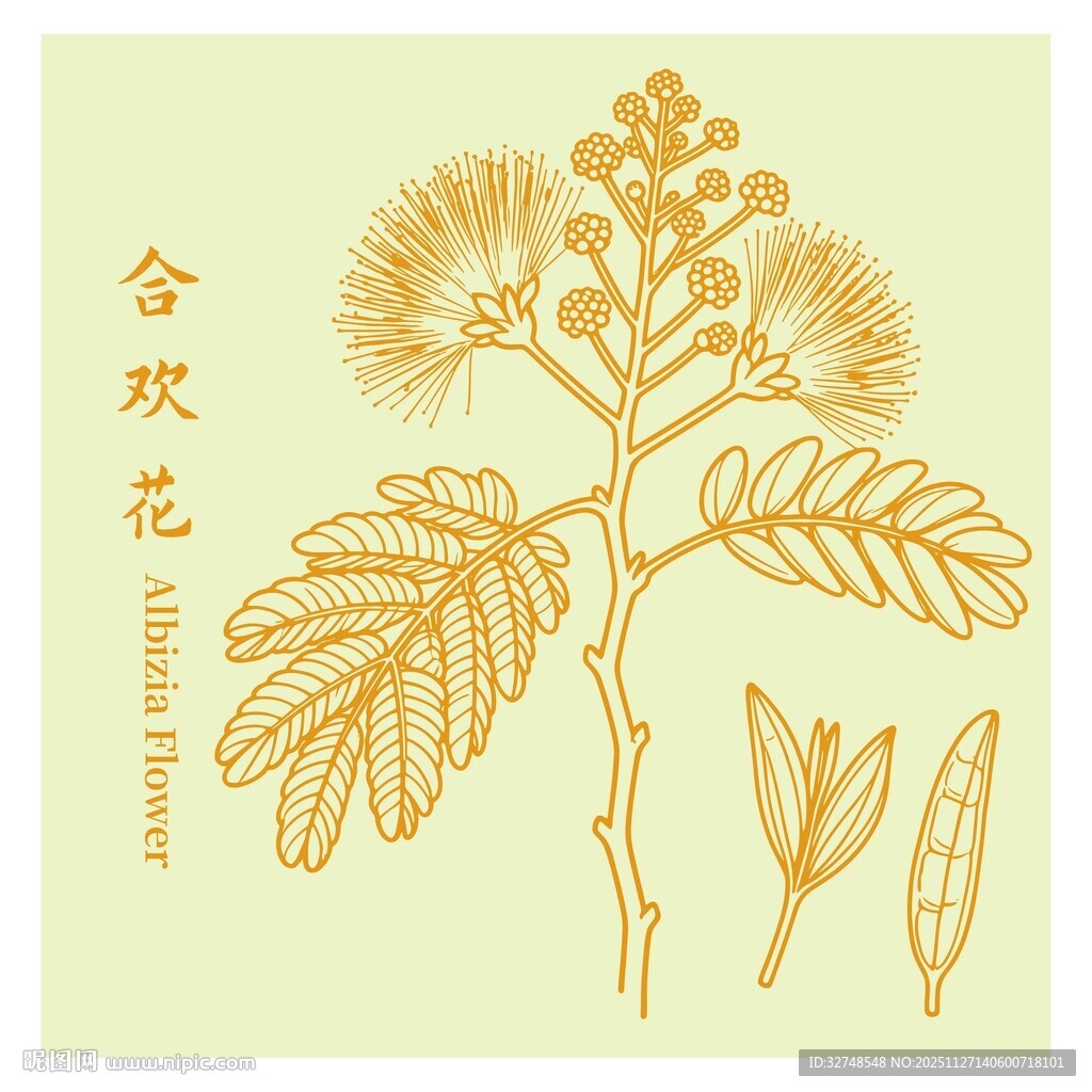 手绘合欢花植物线稿图