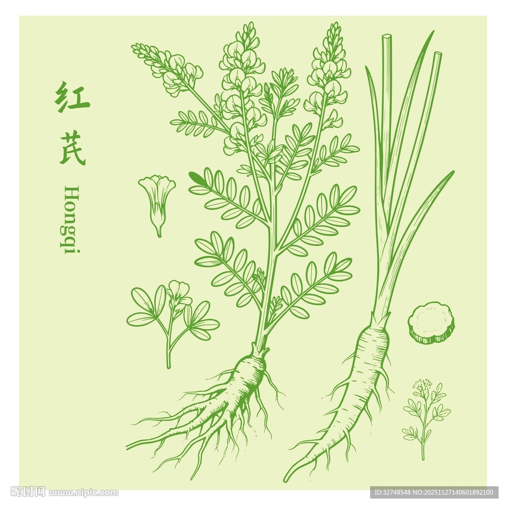 红芪植物手绘图示