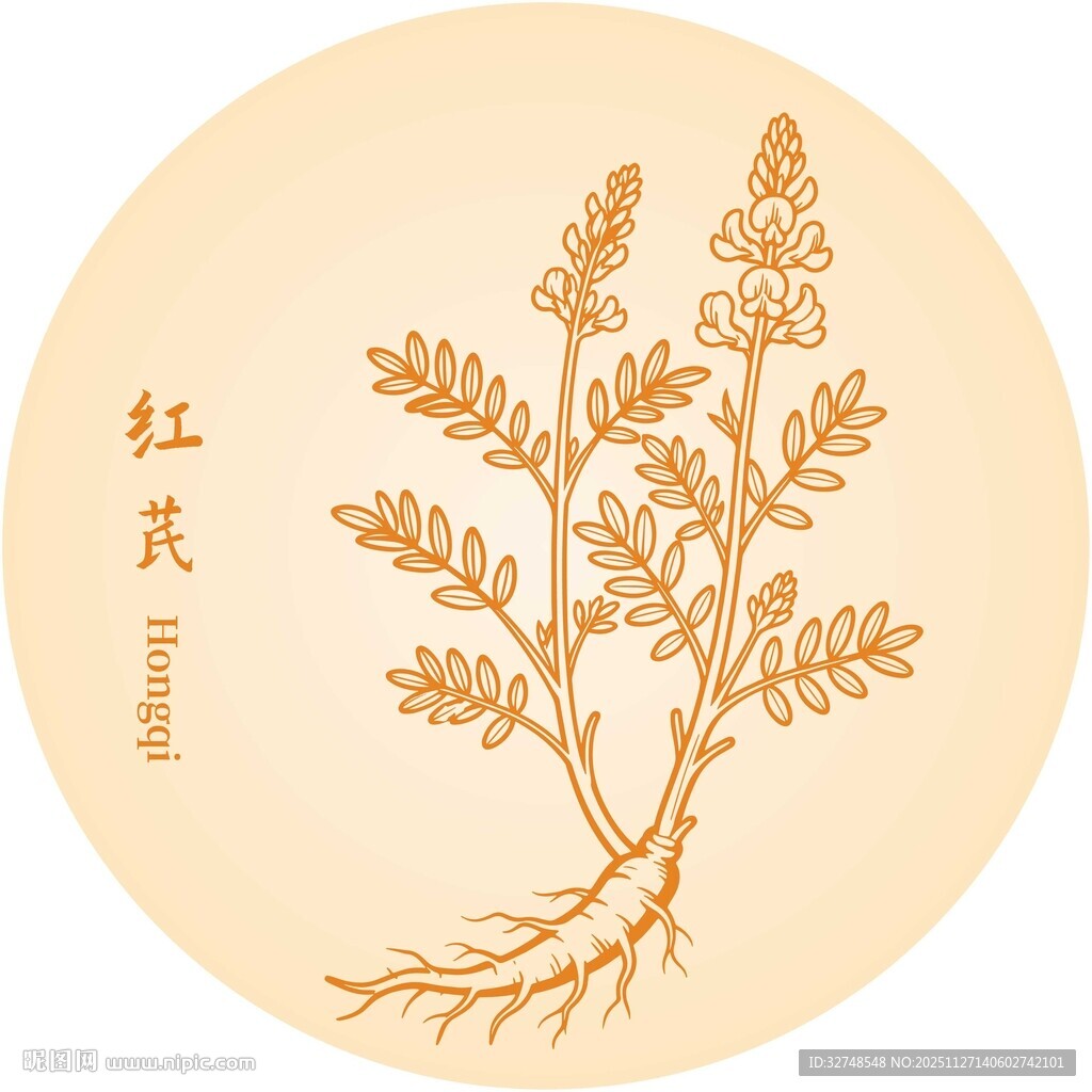 手绘红芪植物图