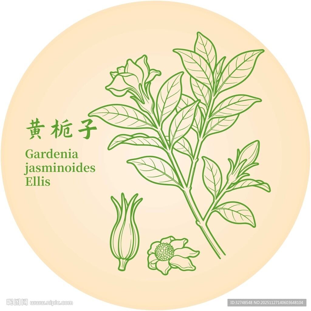 黄栀子植物插画