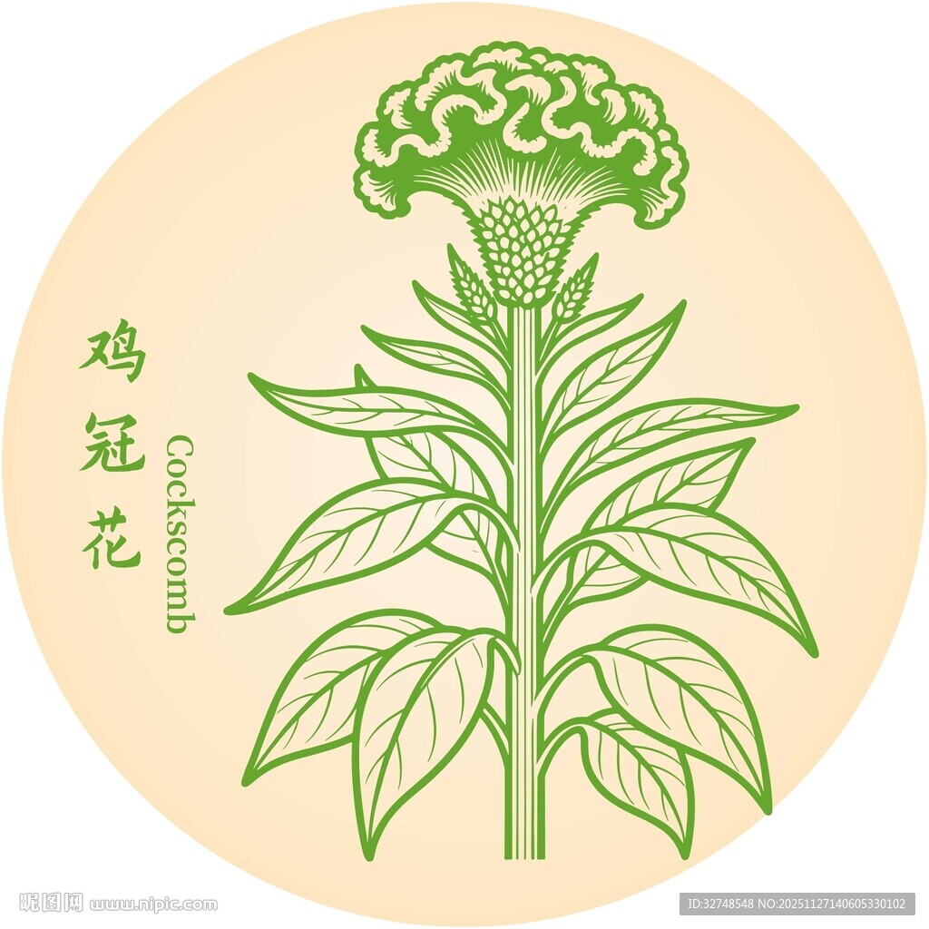 手绘鸡冠花图案