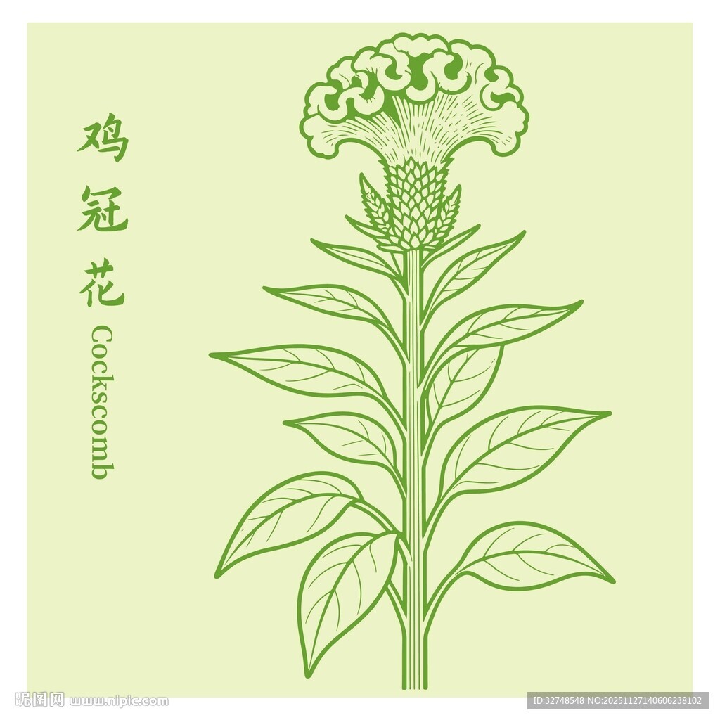 手绘鸡冠花植物插画