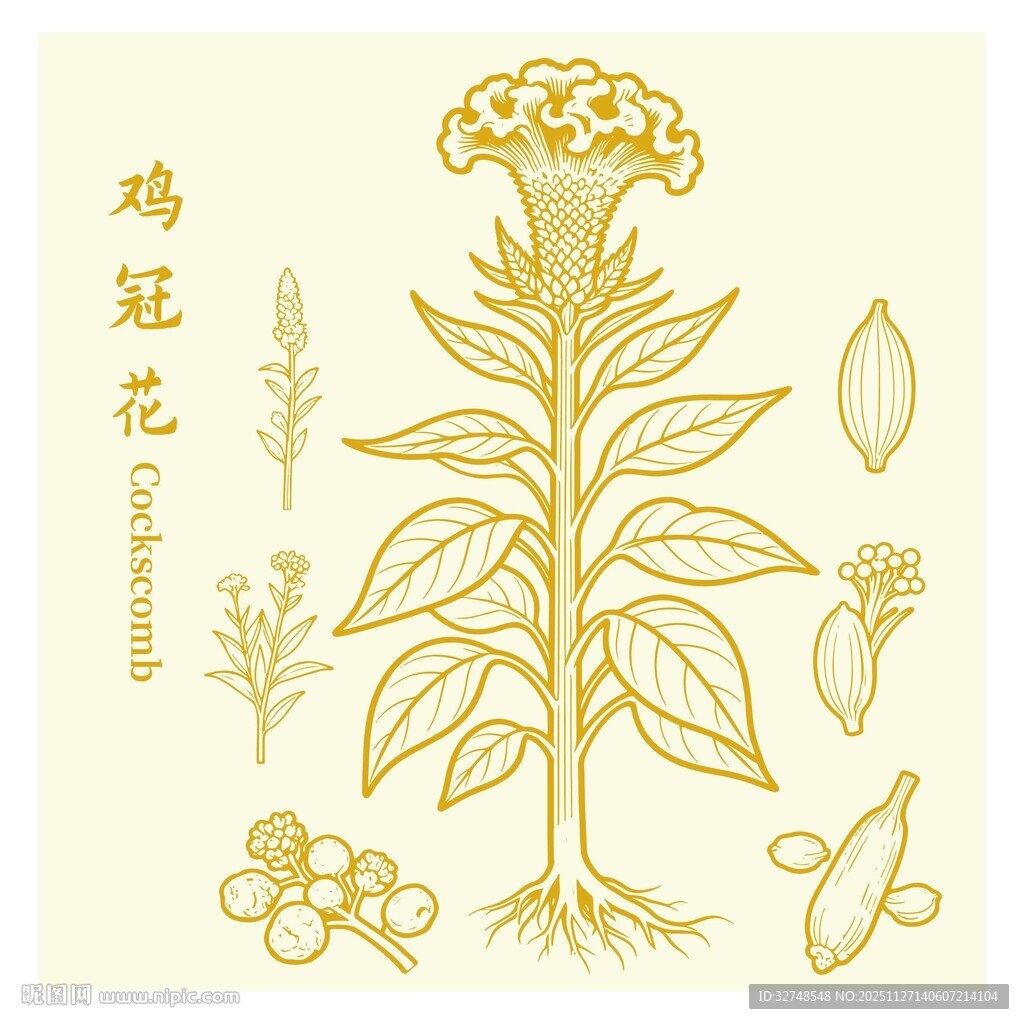 鸡冠花植物插画图