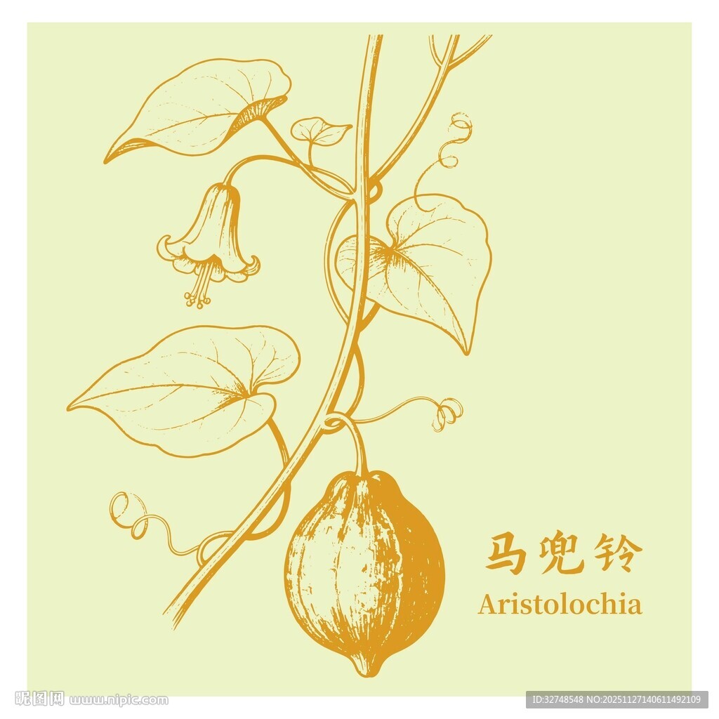 手绘马兜铃植物图