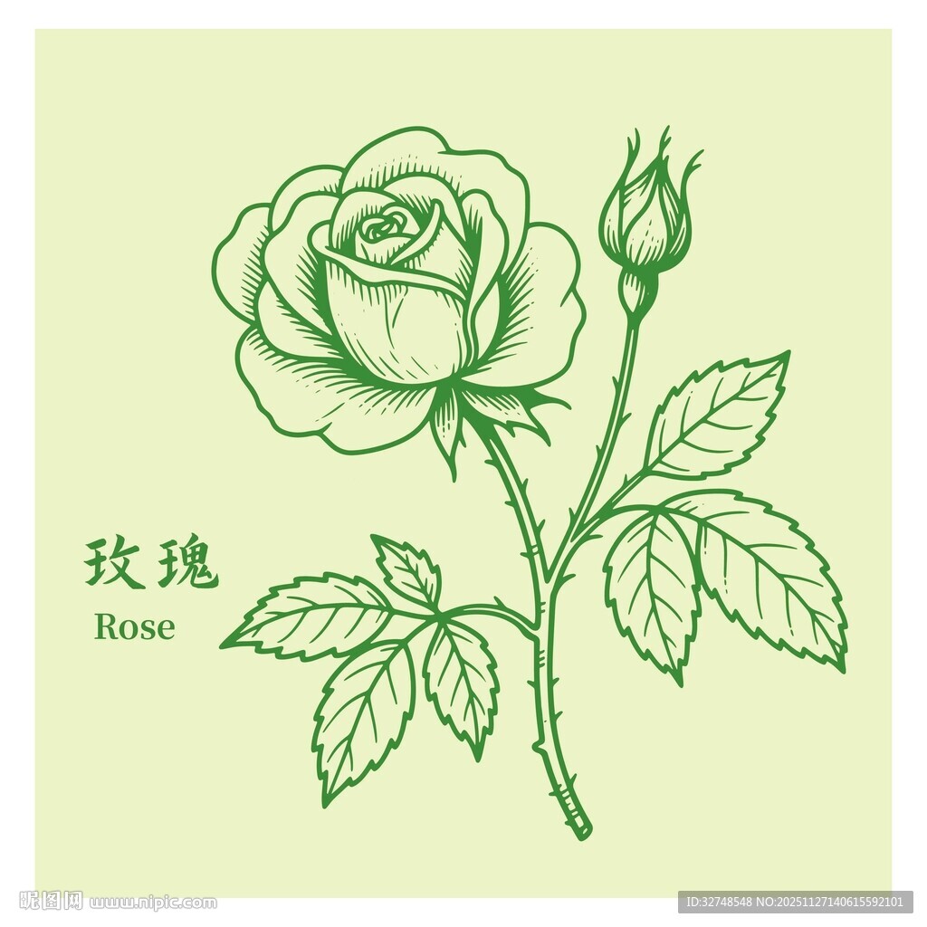 手绘绿色玫瑰插画