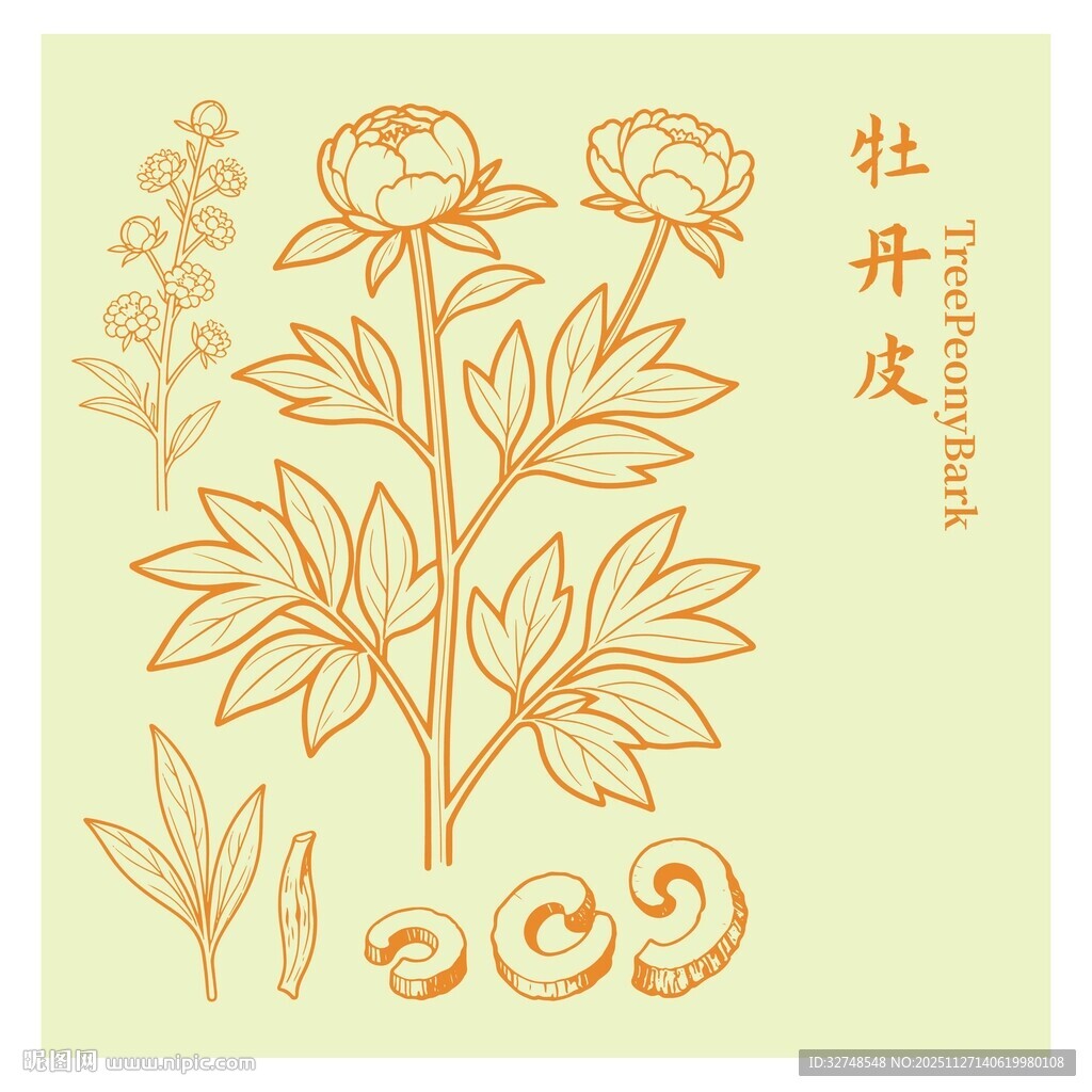 牡丹皮植物线稿图案