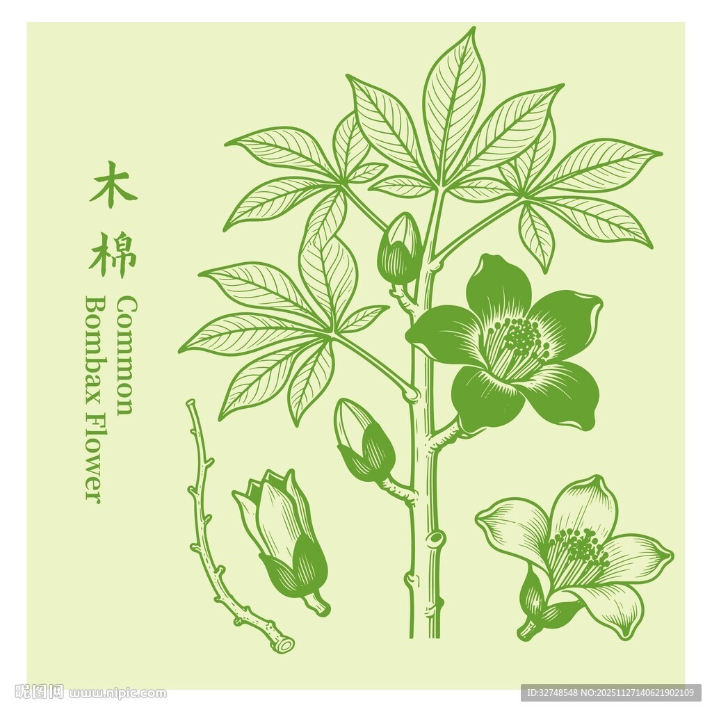 木棉植物插画