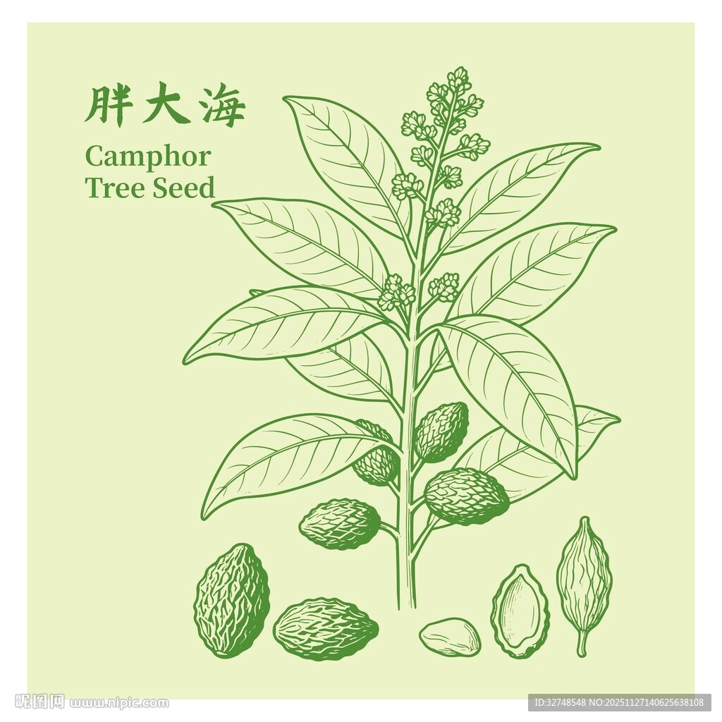 胖大海植物手绘插画图