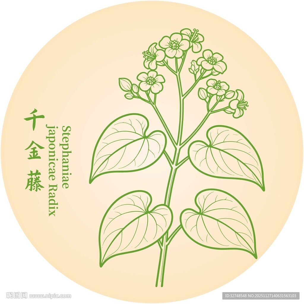 千金藤植物插画