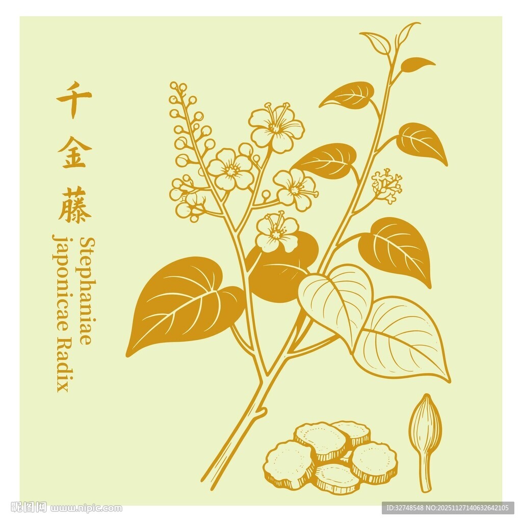 千金藤植物插画展示