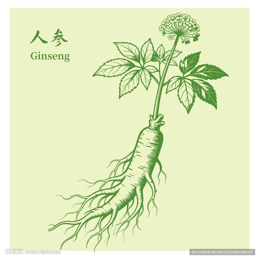 手绘人参图