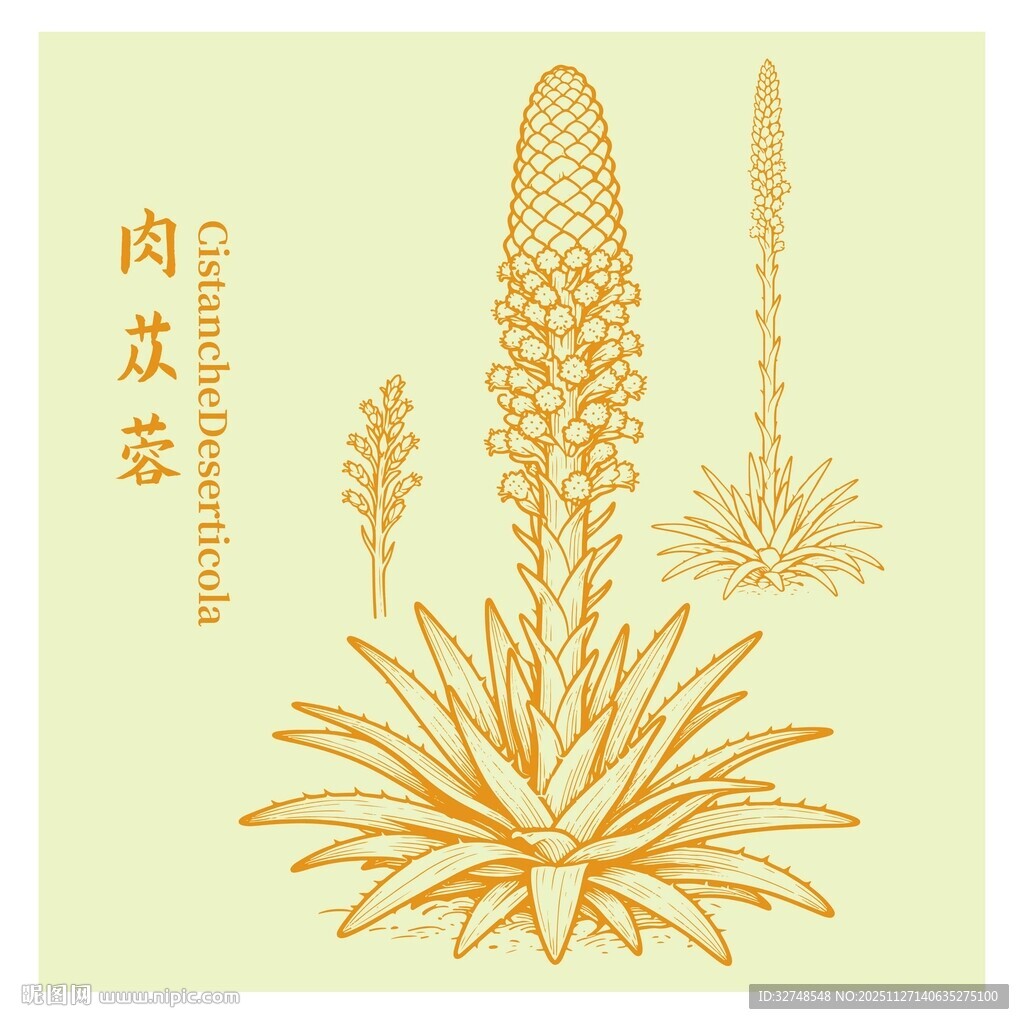 肉苁蓉植物手绘插画