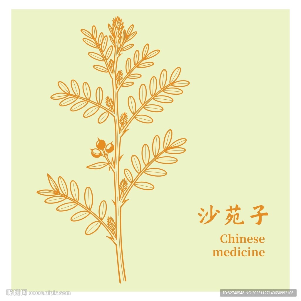 沙苑子植物手绘插画