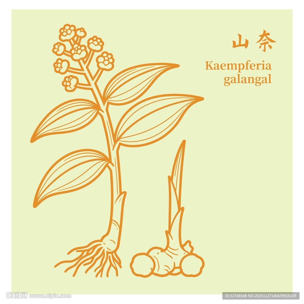 山奈植物插画图