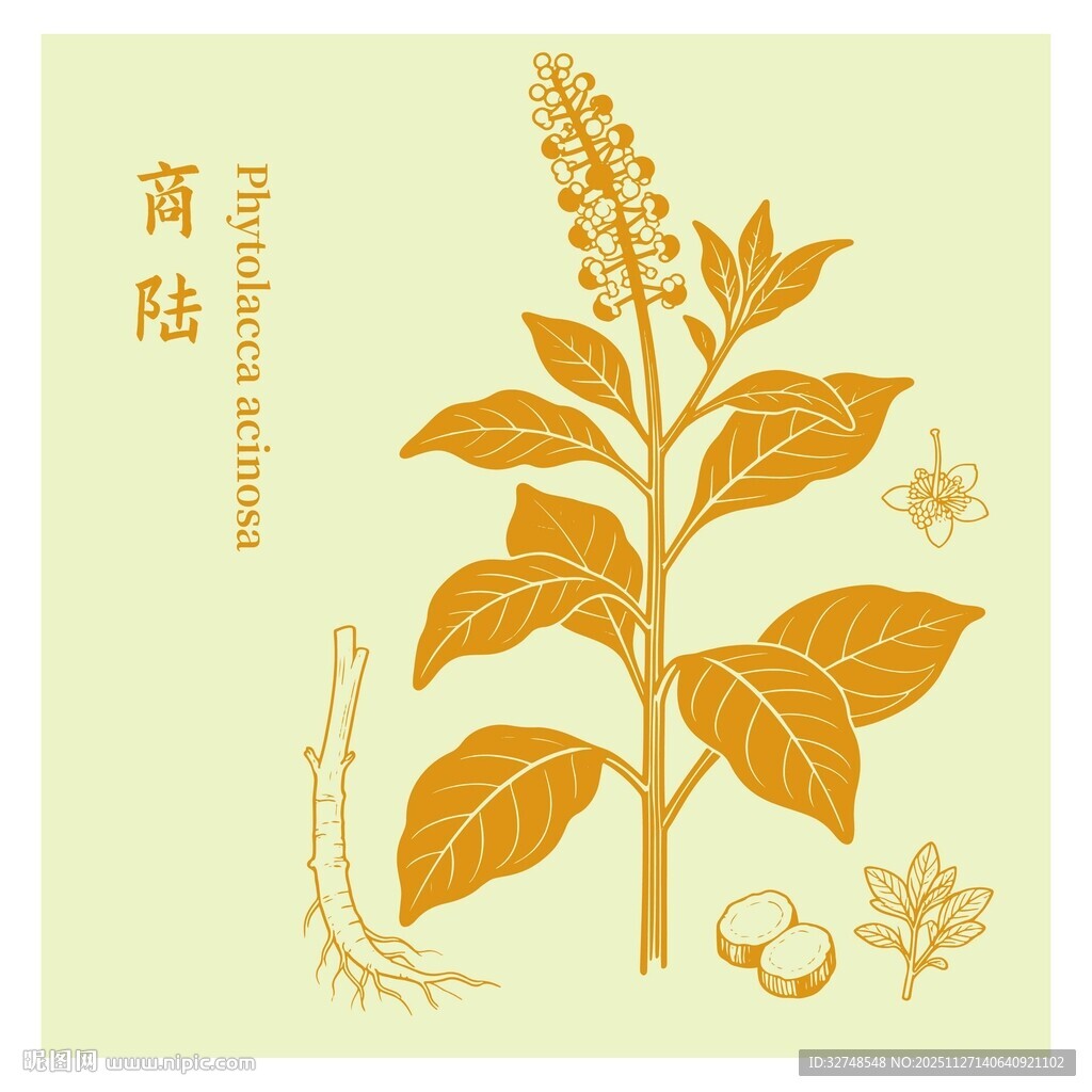商陆植物插画