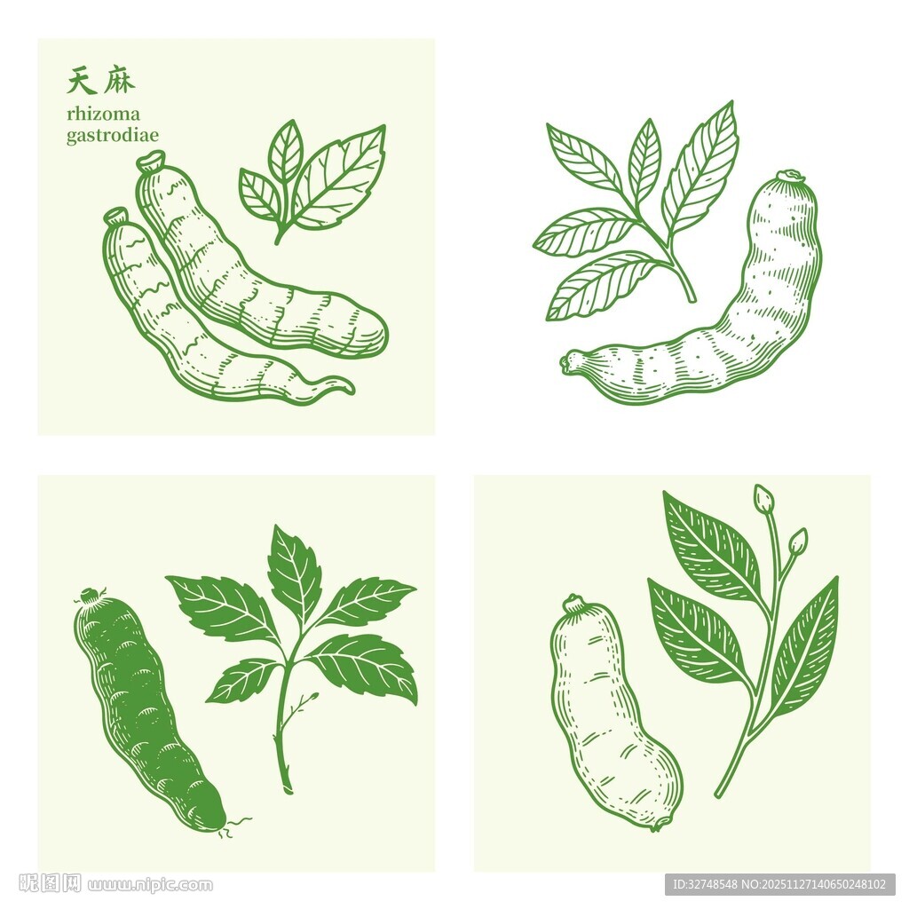 天麻中药材插画集