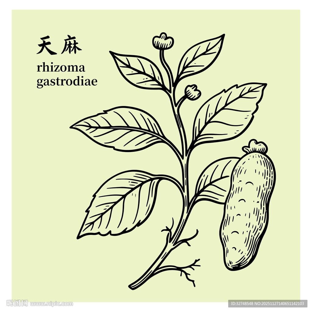 天麻植物手绘插画