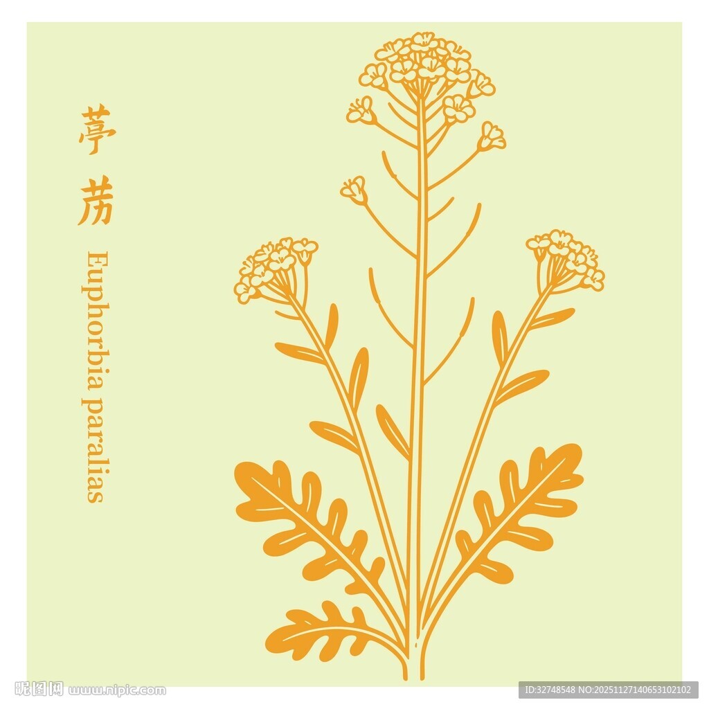 葶苈清新手绘植物花卉图案