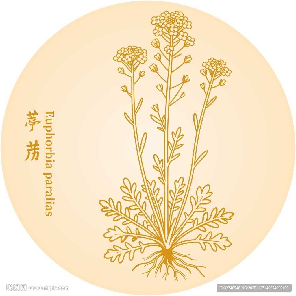 葶苈花植物线描图案