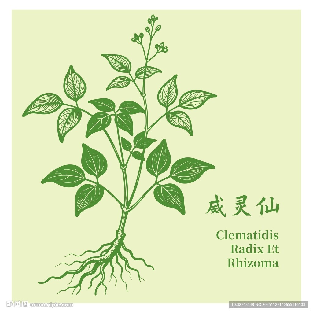 威灵仙植物插画