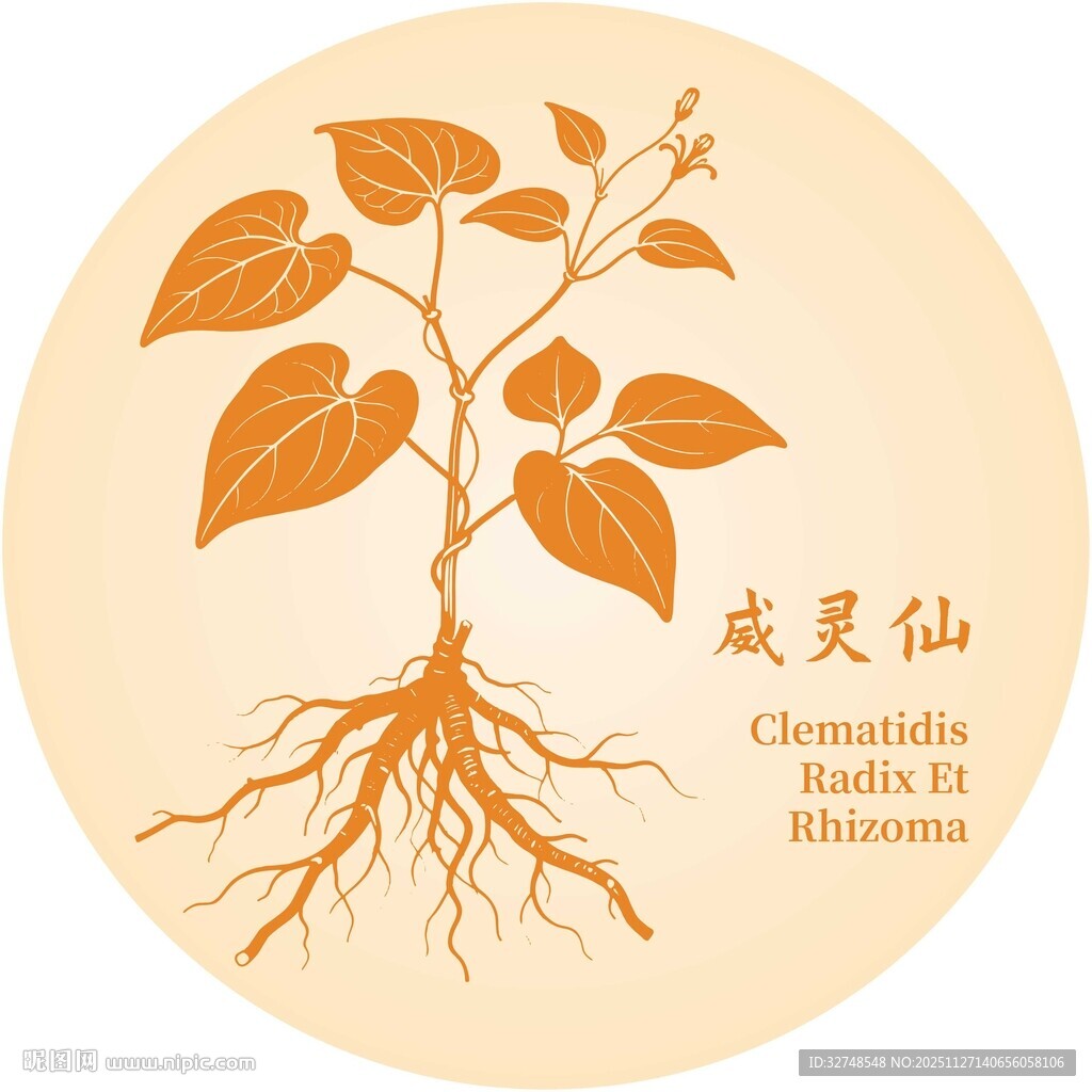 威灵仙植物图示