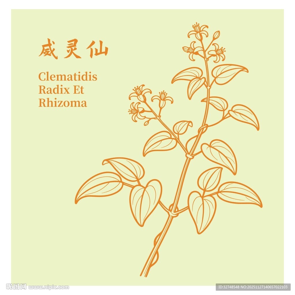 威灵仙植物线描图