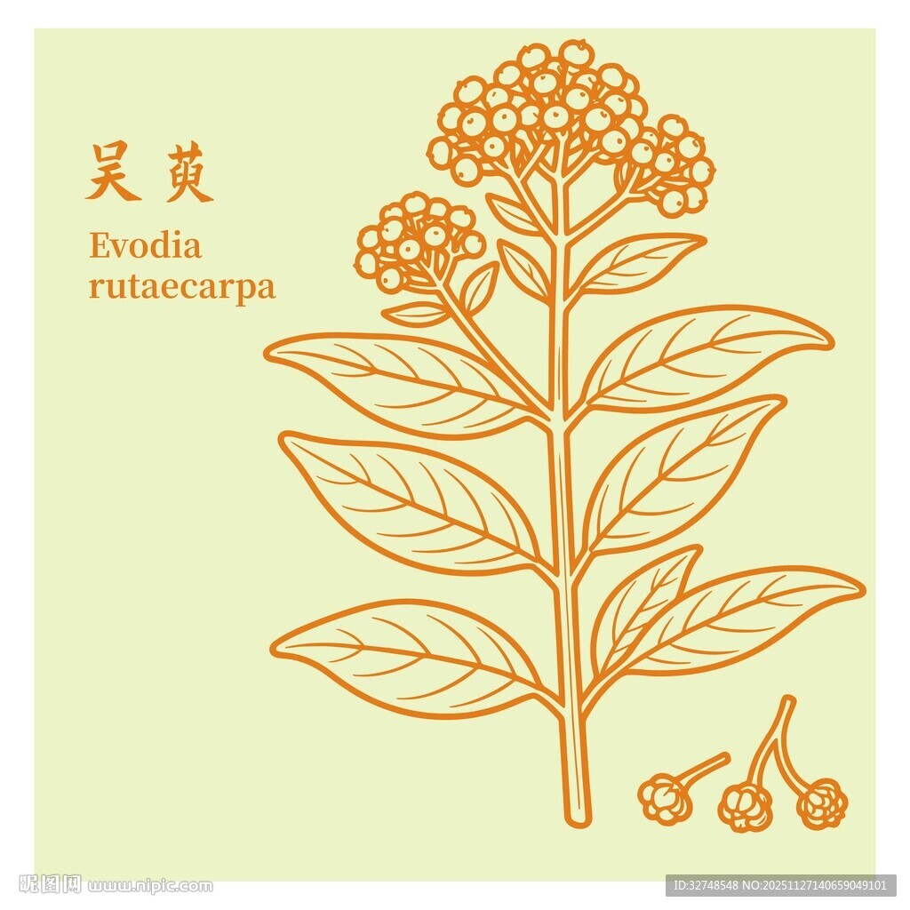 吴茱萸植物插画