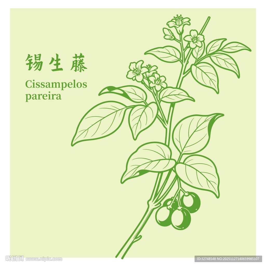 锡生藤植物手绘图