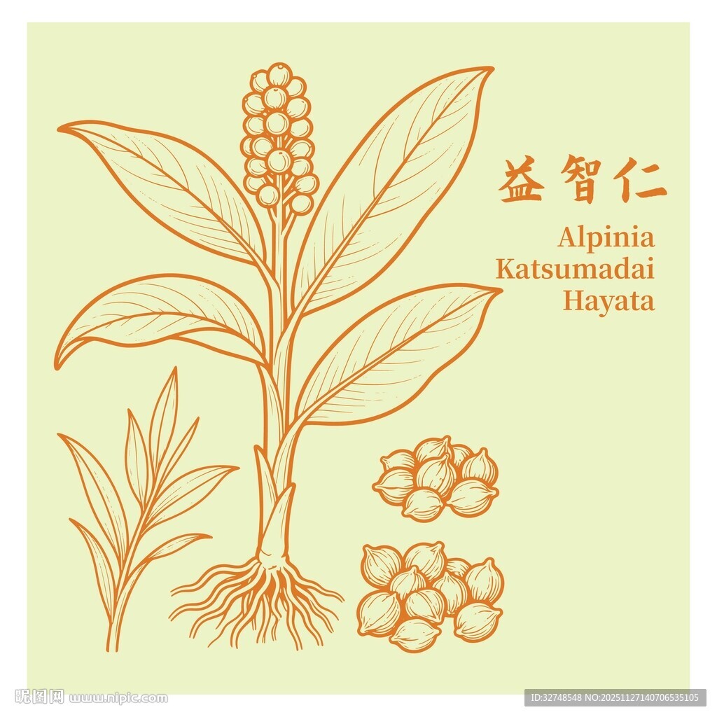 益智仁植物图示