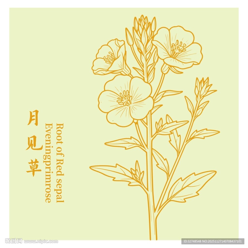 月见草花卉线描插画