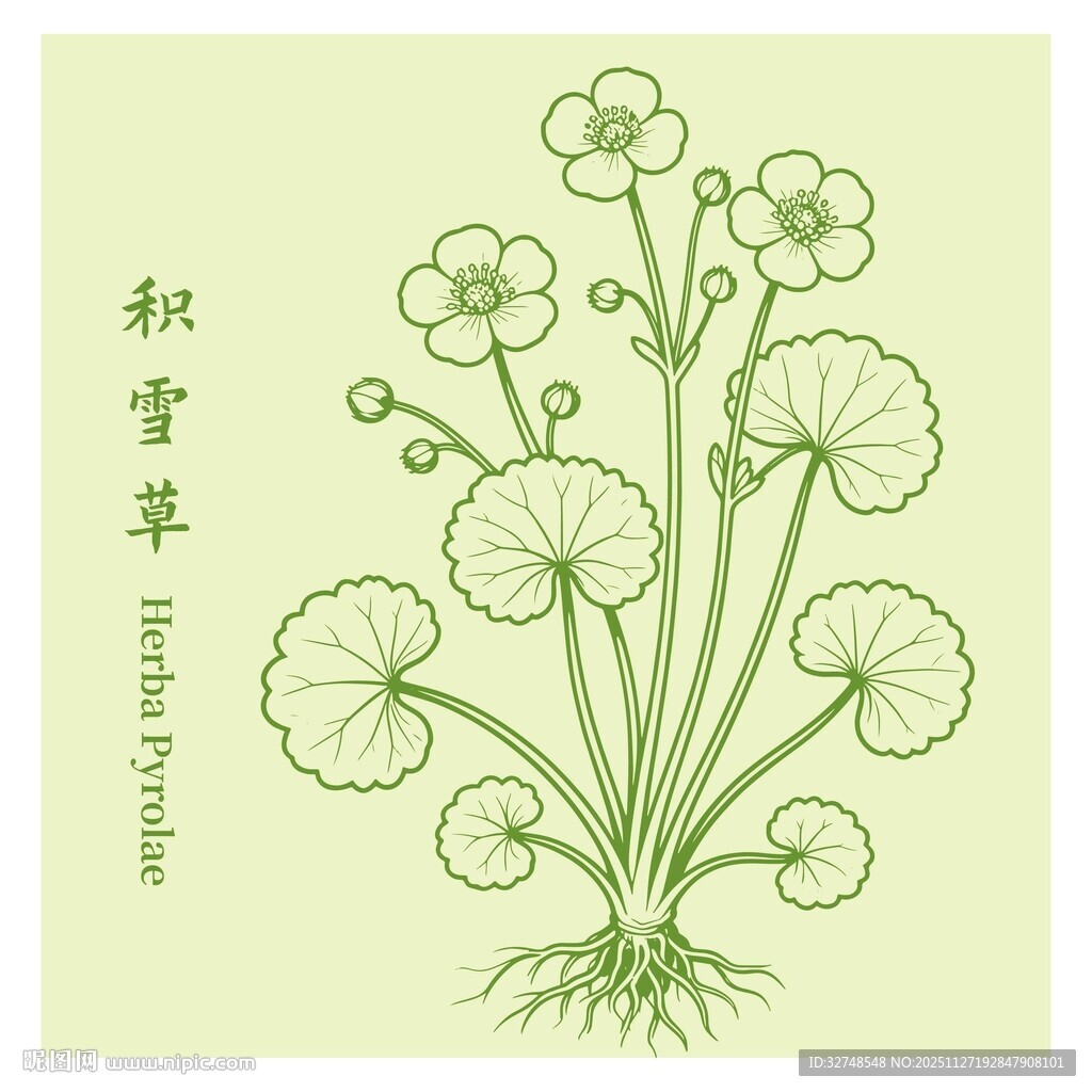 积雪草插画展示