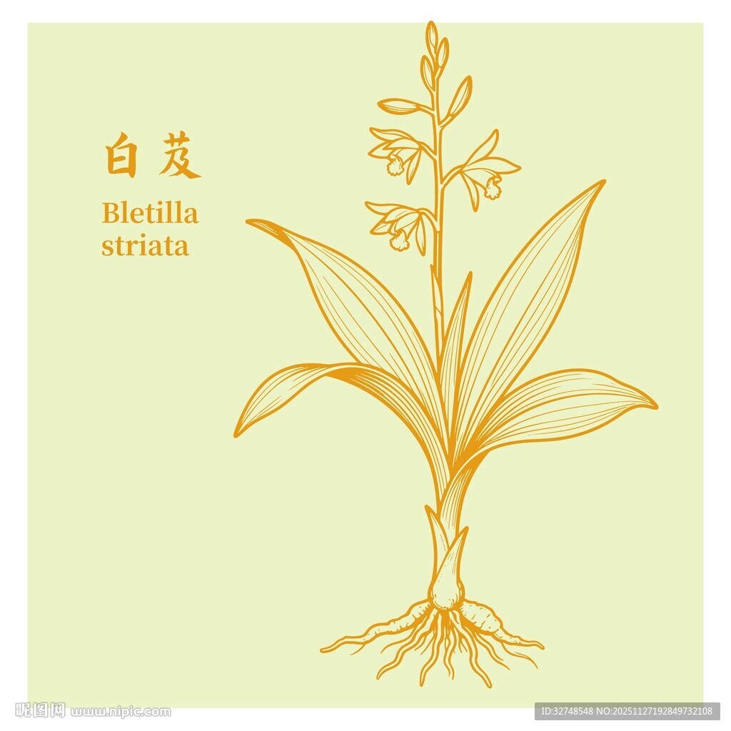 白芨植物线描图