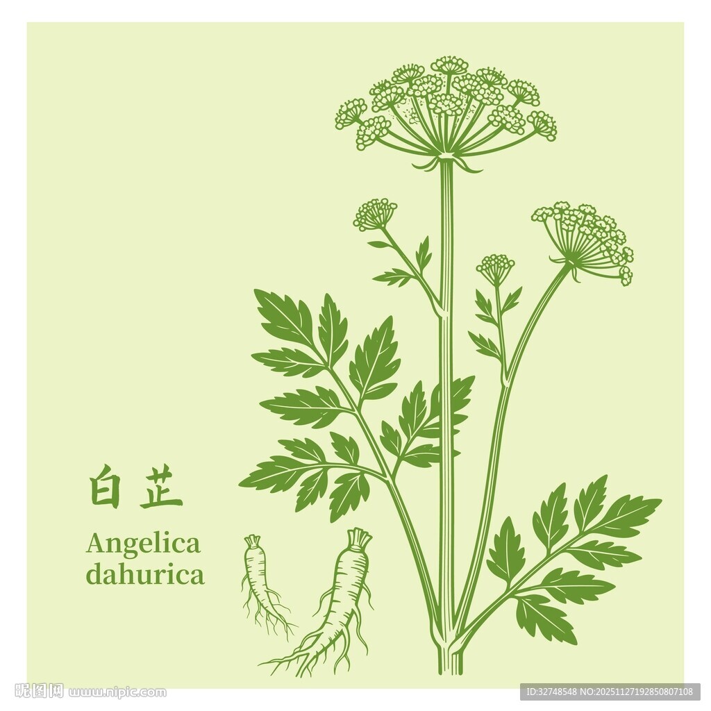 白芷植物插画