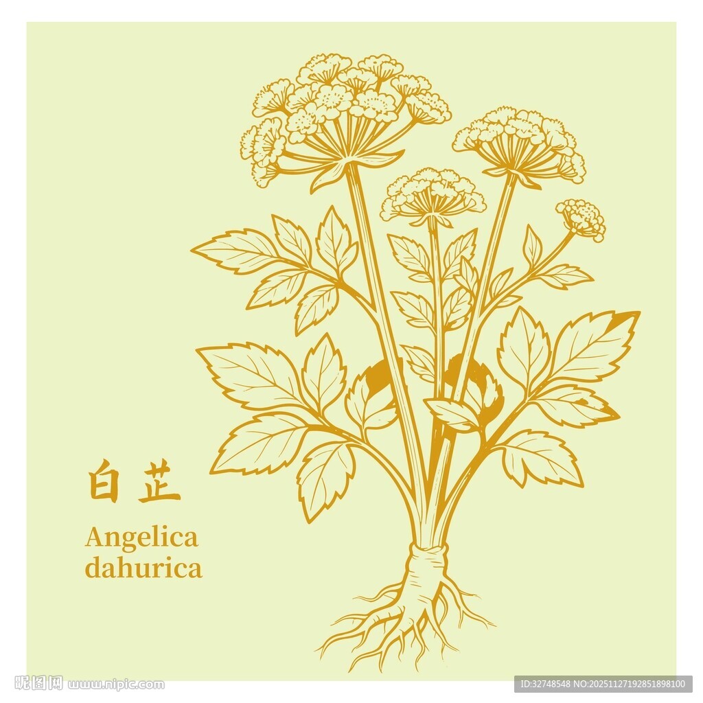 手绘白芷植物插画