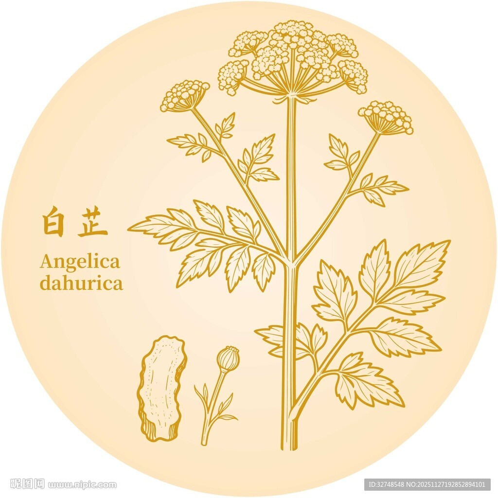 白芷植物插画图案设计